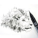 Lion ink drawing with Kuretake ZIG Cartoonist Ai Liner Ultra Fine Brush Pen