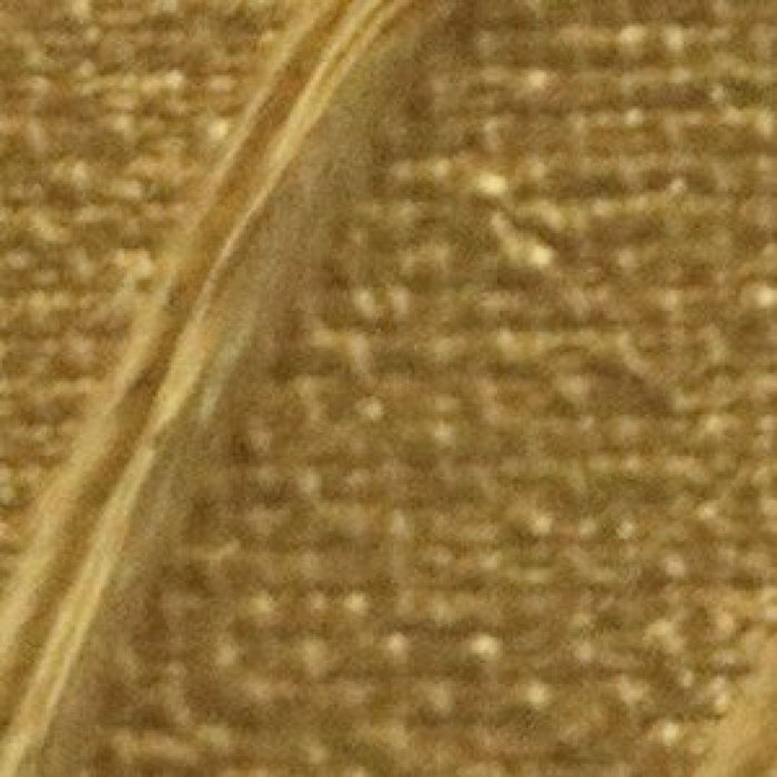 Pébéo Origin Acrylic Paint