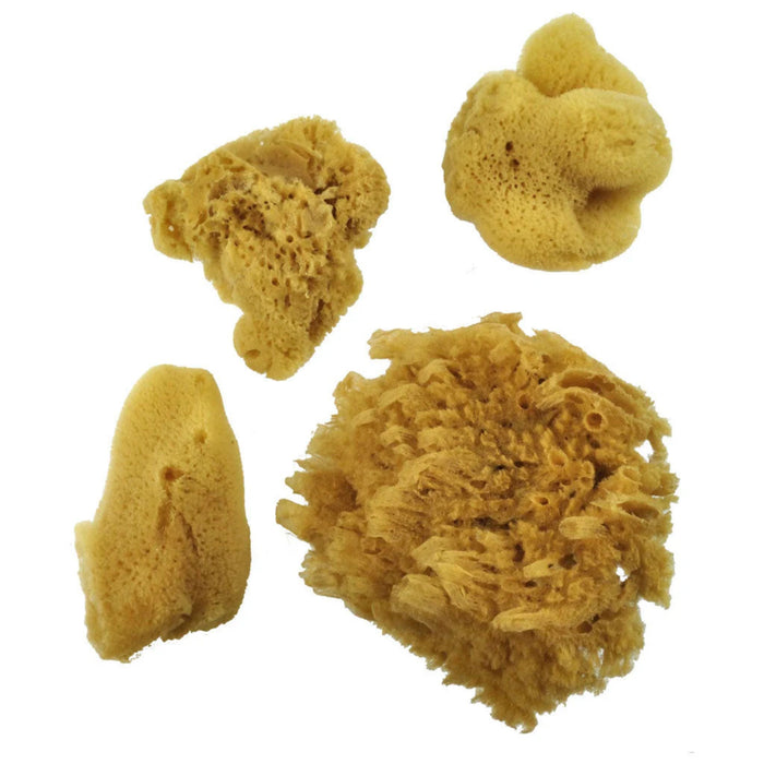 Natural sea sponge painting set for decorative texture effects